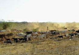 A man herds livestock in Maungu, a village some 304 kilometres southeast of the Kenyan capital, Nairobi