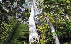 Amazon rainforest splits along geological lines