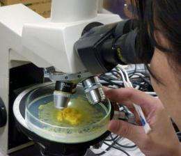 Amoeboid yellow slime mold could provide the key to designing bio-computers capable of solving complex problems