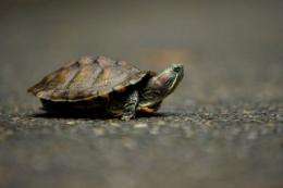 An alien species of turtle, the Red Eared Slider walks at the Ninoy Aquino Parks and Wildlife Center in Quezon City