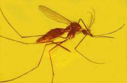 Analysis reveals malaria, other diseases as ancient, adaptive and persistent foes