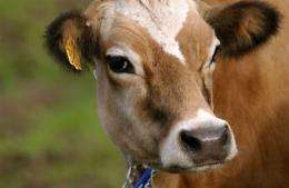 An Argentine laboratory reportedly has created the world's first transgenic cow, named Rosita ISA