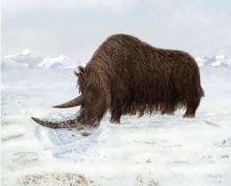 An artist's rendition of a woolly rhino using its horn to look for food