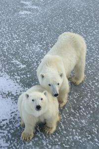 Ancestry of polar bears traced to Ireland