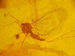 Ancient species of mayfly had short, tragic life 