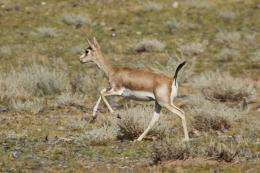 Ancient walls reveal evidence of mass gazelle slaughters