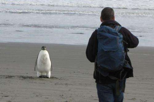An Emperor penguin in New Zealand, some 3,000 kilometres (1,900) from his Antarctic home