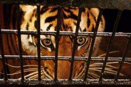 An endangered five-year old Sumatran tiger is placed in a transport cage in Banda Aceh