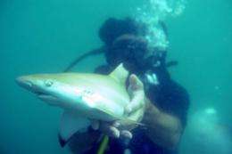 An environmental activist releases a baby black-tip shark into the sea