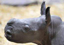A newly-born rhino baby checks out her indoor enclosure in the zoo of Muenster