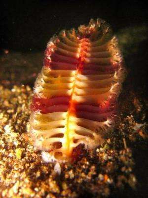 A new species of sea pen seen only at night, and is buried below the surface during the day in sandy habitats