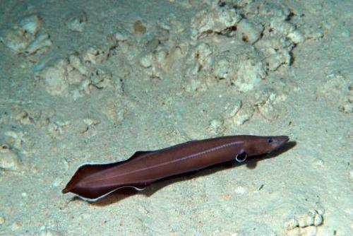 An handout picture release by the Natural History Museum & Institute of Chiba shows a new species of eel