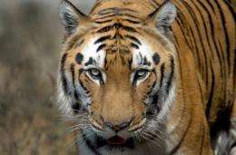 An Indian Bengal Tiger (Panthera tigris) walks in its enclosure at the Zoological park in New Delhi