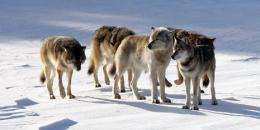 An isle royale wolves' gene pool