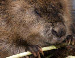 An oil spill near the native village of Little Buffalo in Canada's Alberta province was partly contained by a beaver dam