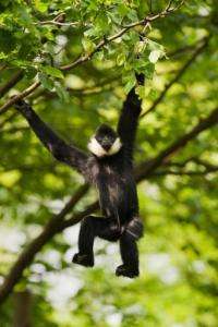 a northern white-cheeked crested gibbon (Nomascus leucogenys) in an undisclosed location in Vietnam