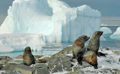 Antarctic fur seals breed where they were born