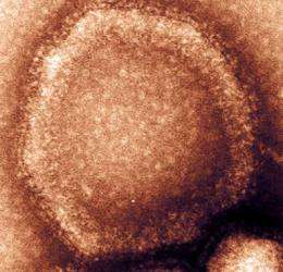 Antibody treatment protects monkeys from Hendra virus disease