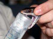 Antivenom against lethal snake gives hope to developing countries