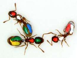 Ants give new evidence for interaction networks