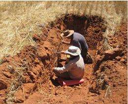 Ants, termites boost wheat yields