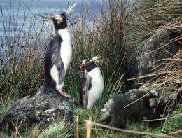An undated photo of rockhopper penguins