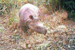 An undated picture released on December 30 by Ujung Kulon national park shows a Javan rhino