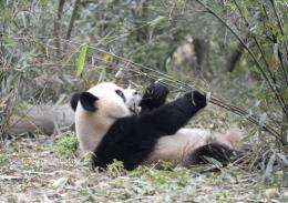 A panda eats bamboo at the research base for giant panda breeding in Chengdu