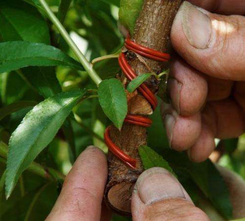 A pheromone coil intended to attract male insects, thus keeping them away from females, is attached to a peach tree