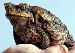 A poisonous cane toad sitting on a keeper's hand