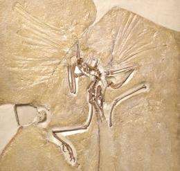 Archaeopteryx and the dinosaur-bird family tree