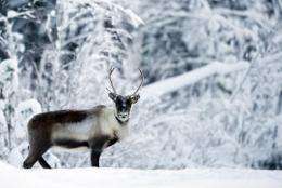 A reindeer is seen near the village of Vuollerim, Lapland province, west of the coastal city of Luleaa, in 2010