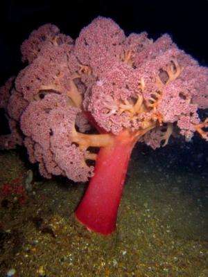 A remarkably tall (up to a half meter), tree-like soft coral seen only in the deeper waters near the Philippines
