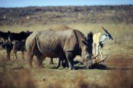 A rhinocero grazes in the private Rhino and Lion Nature Reserve in Krugersdorp, north of Johannesburg, in 2010