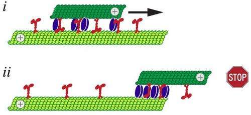 Scientists find a brake that acts when cellular motors run too far