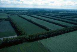 Assessing agroforestry's advantages 