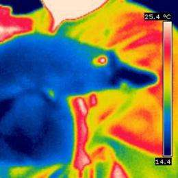 A thermal image shows the cool body of a platypus (blue) held against the body of a person (yellow and red)