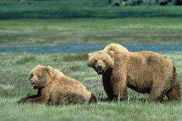 A US court has rules grizzly bears cannot be taken off the  Endangered Species Act protection list