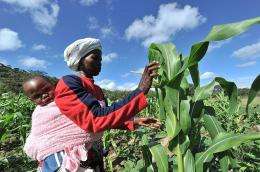 A woman checks maize crop