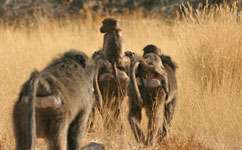 Baboons follow the leader to breakfast