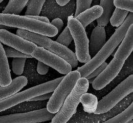Bacteria may readily swap beneficial genes