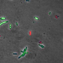 Bacteria poison themselves from within