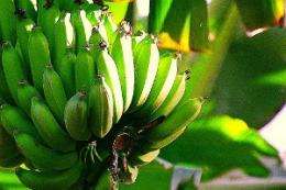 Banana crop abundance linked to length of day