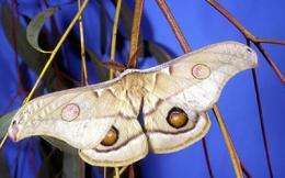 'Barcoding blitz' on Australian moths and butterflies