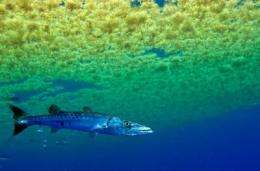 Barracuda babies: Novel study sheds light on early life of prolific predator