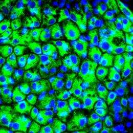Bath scientists in stem cell breakthrough
