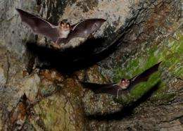 Bats fly in a cave by the river Danube near Bazias