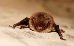 Bats only roost with their closest buddies