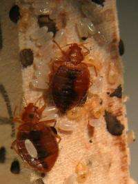 Bed bug insecticide resistance mechanisms identified