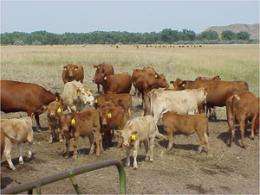 Beef study: Heifers don't have to be pigs at the feed bunk